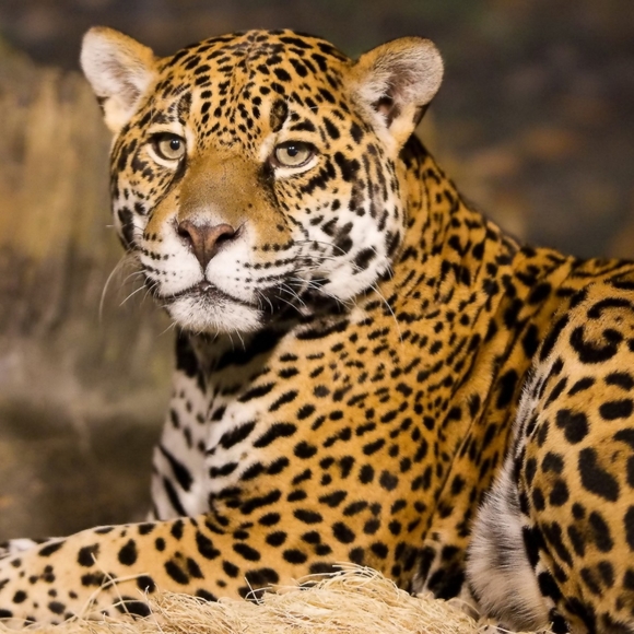 😻XMAS SALE🎄Lovely Leopard Skirt! - Picture 8 of 9